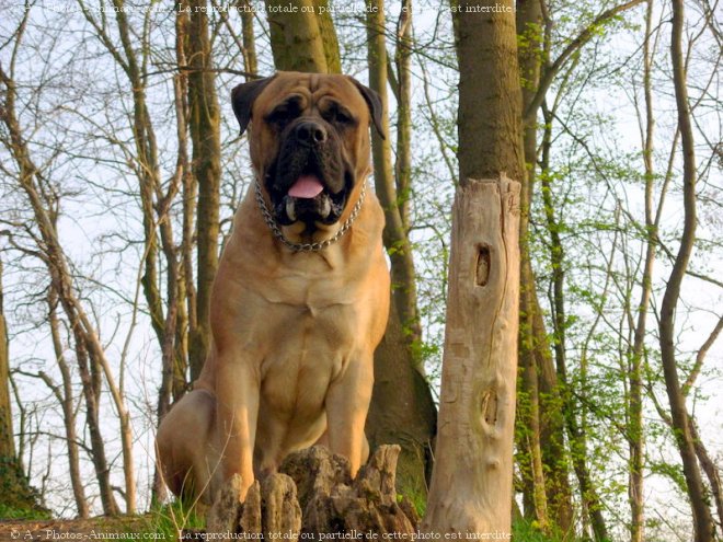 Photo de Bullmastiff