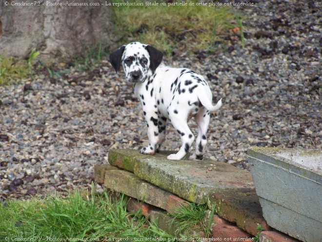 Photo de Dalmatien