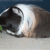 Photo de Cochon d'inde - shelty