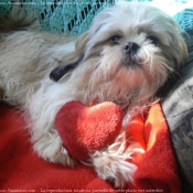 Photo de Shih tzu