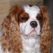 Photo de Cavalier king charles spaniel