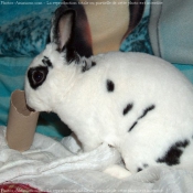 Photo de Lapin