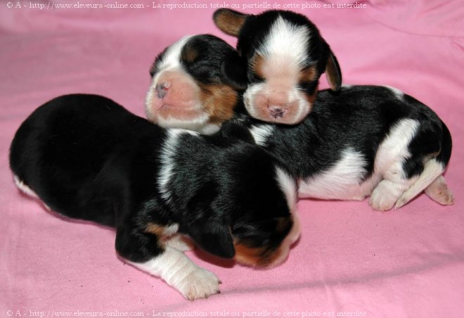 Photo de Cavalier king charles spaniel