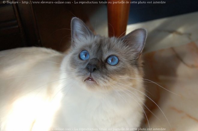 Photo de Sacr de birmanie