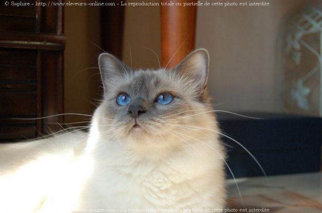 Photo de Sacr de birmanie