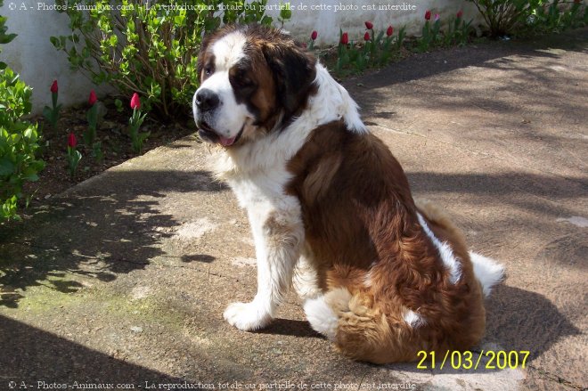 Photo de Saint-bernard poil long