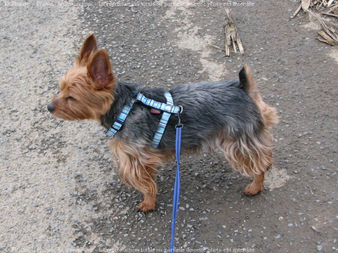 Photo de Yorkshire terrier