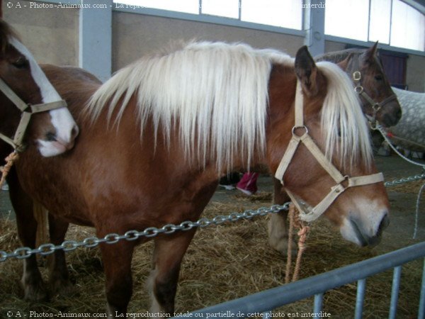 Photo de Races diffrentes