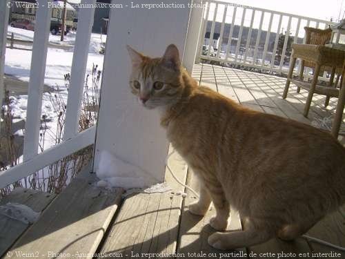 Photo de Chat domestique