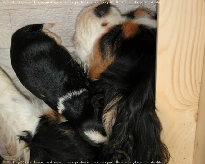 Photo de Cavalier king charles spaniel