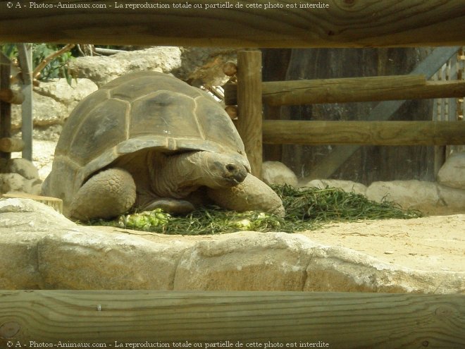 Photo de Tortue