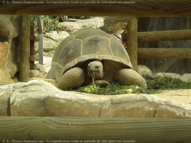 Photo de Tortue