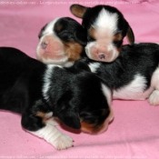 Photo de Cavalier king charles spaniel