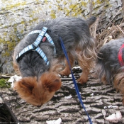 Photo de Yorkshire terrier