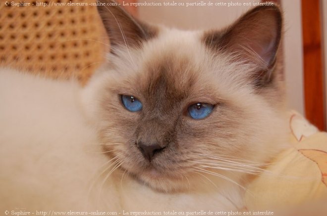 Photo de Sacr de birmanie