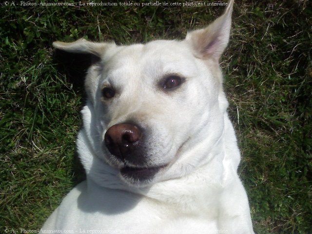 Photo de Labrador retriever