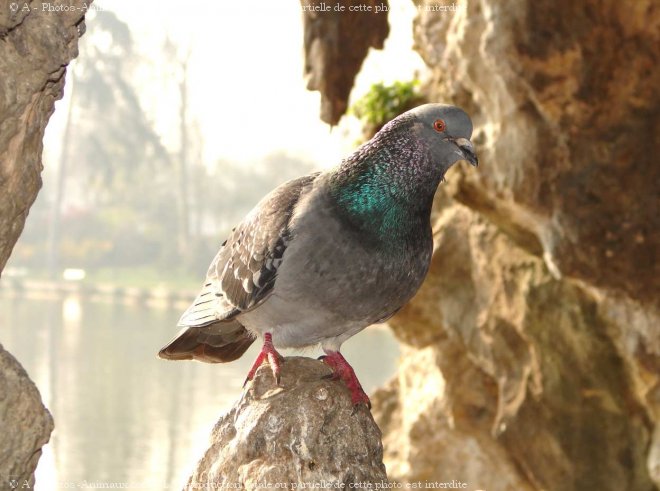 Photo de Pigeon