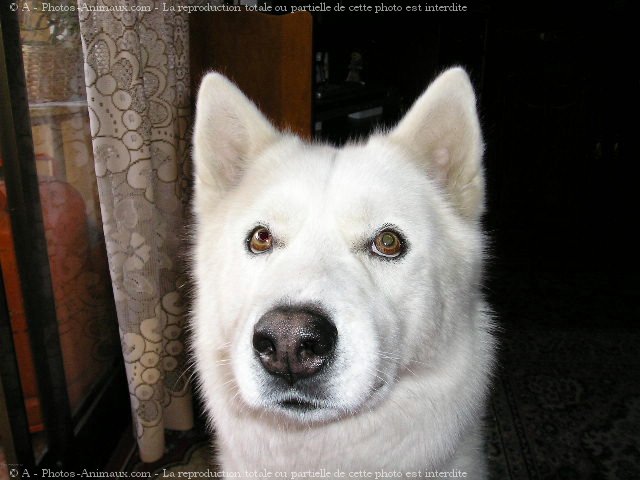 Photo de Husky siberien