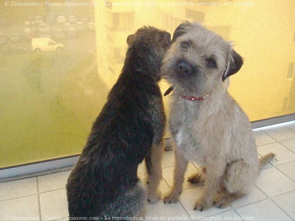 Photo de Border terrier