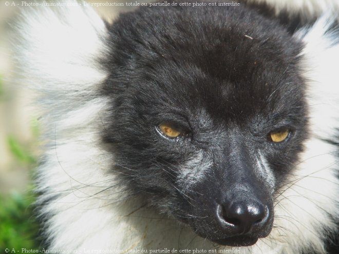 Photo de Lmurien - maki vari noir et blanc