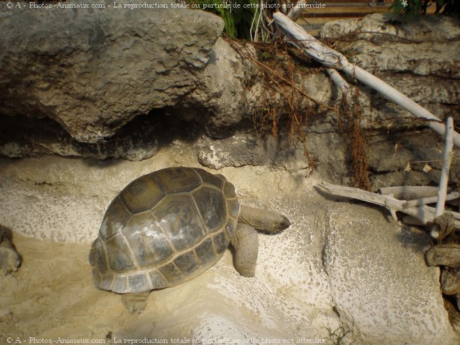 Photo de Tortue