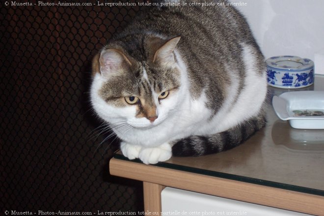 Photo de Chat domestique