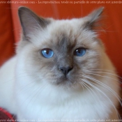 Photo de Sacr de birmanie