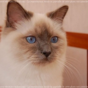 Photo de Sacr de birmanie