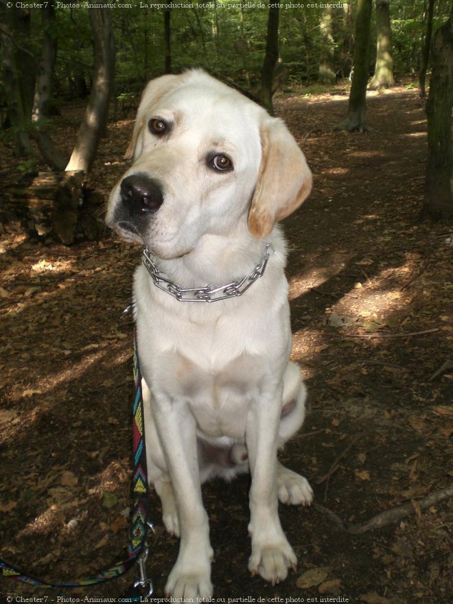 Photo de Labrador retriever