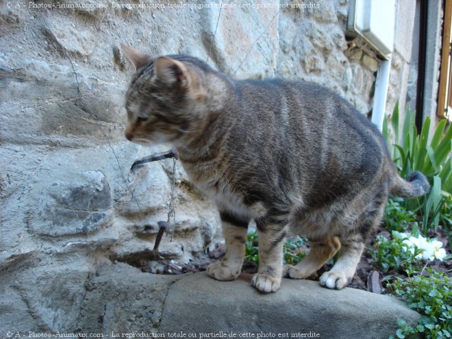 Photo de Chat domestique