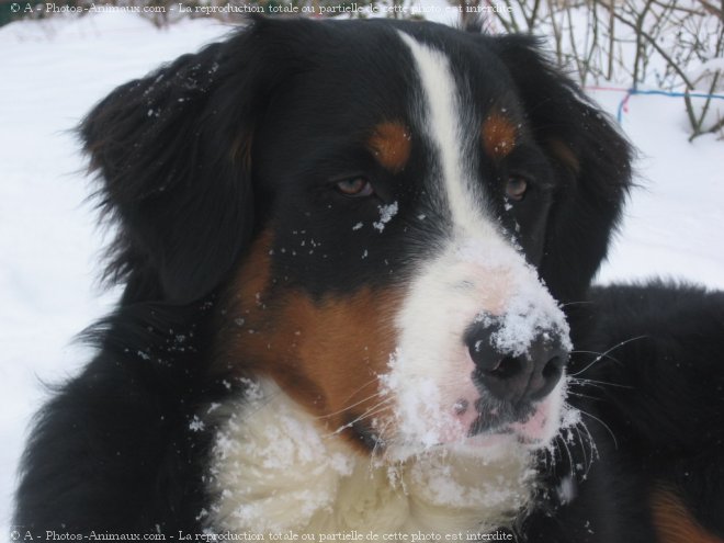 Photo de Bouvier bernois