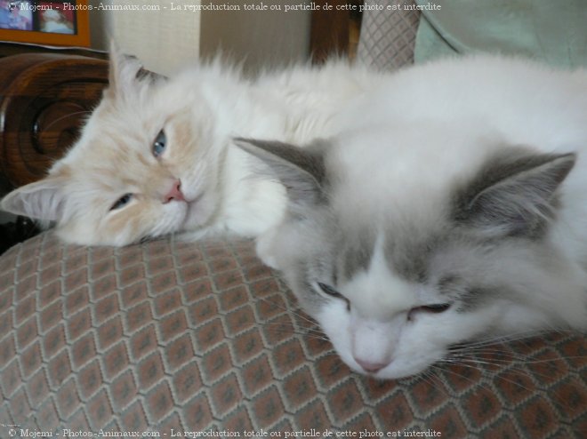 Photo de Ragdoll