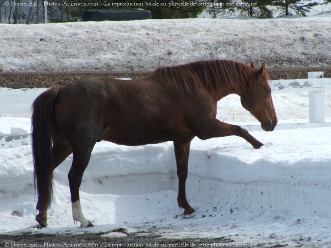 Photo de Quarter horse