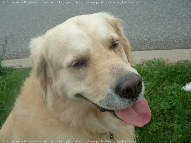 Photo de Golden retriever