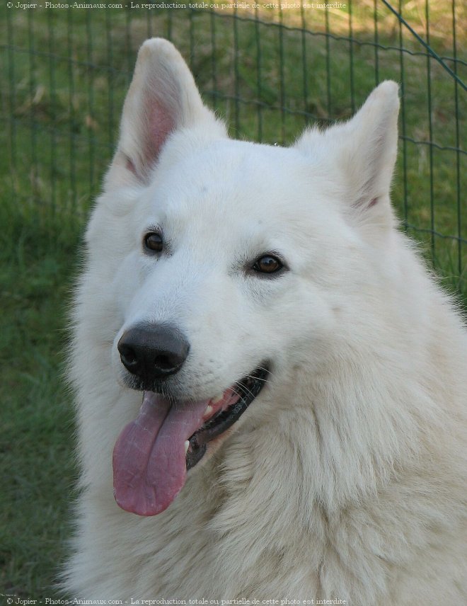 Photo de Berger blanc suisse