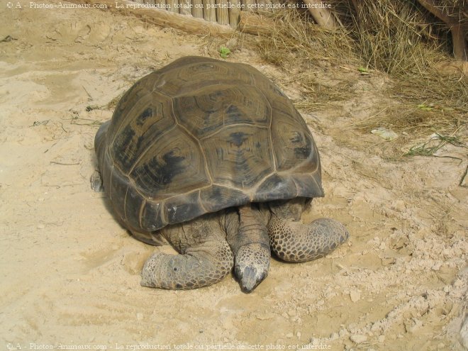 Photo de Tortue