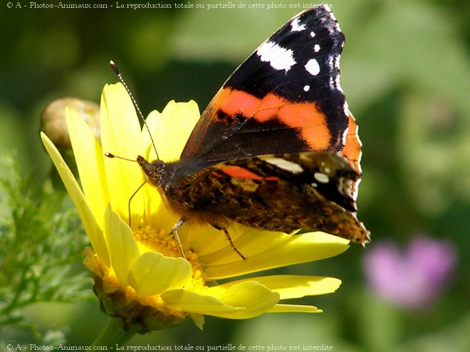 Photo de Papillon