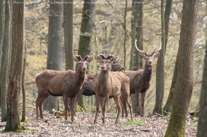 Photo de Cerf