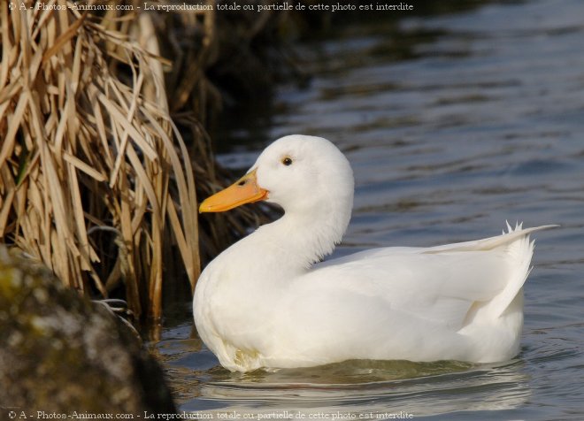 Photo de Canard