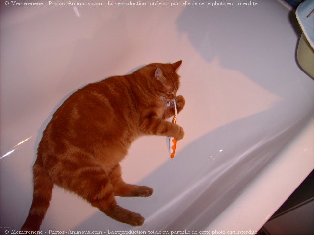 Photo de Chat domestique