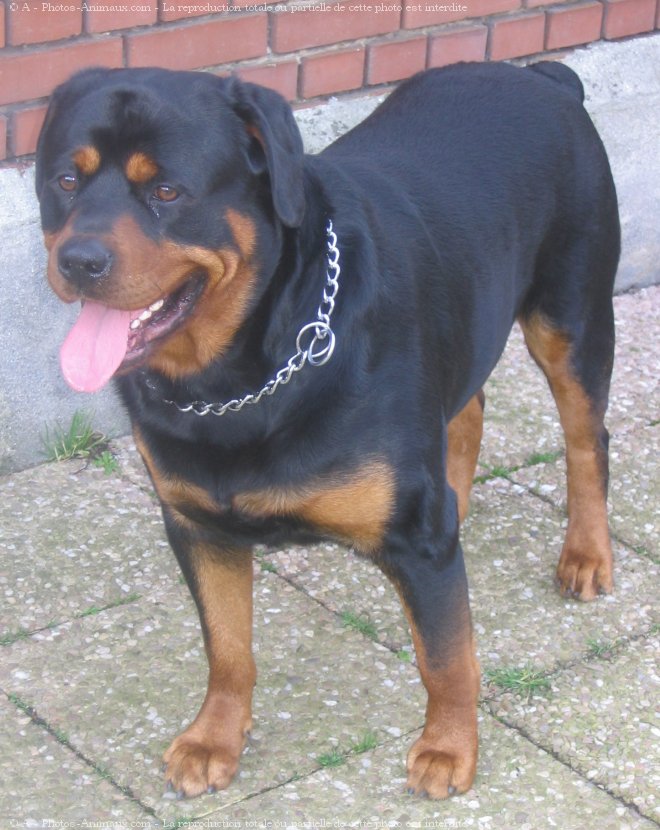 Photo de Rottweiler