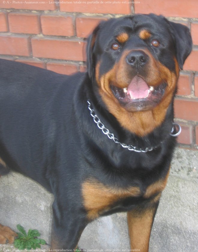 Photo de Rottweiler