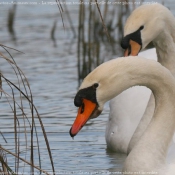 Photo de Cygne