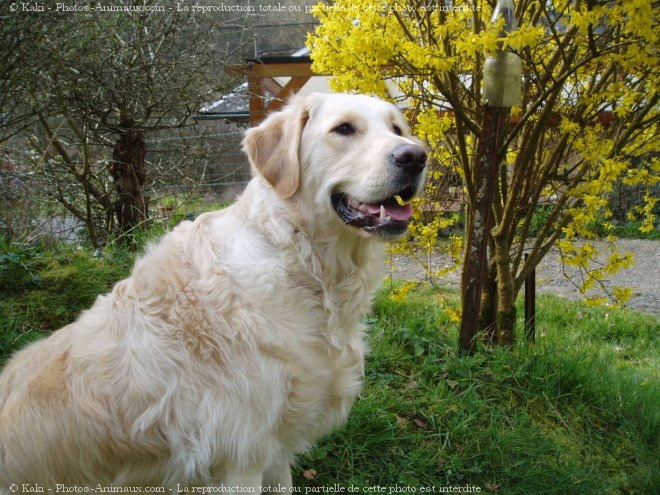 Photo de Golden retriever