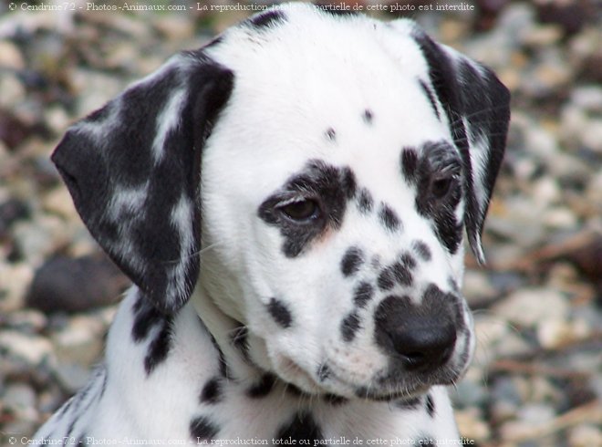 Photo de Dalmatien