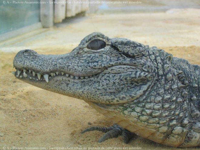 Photo de Crocodile