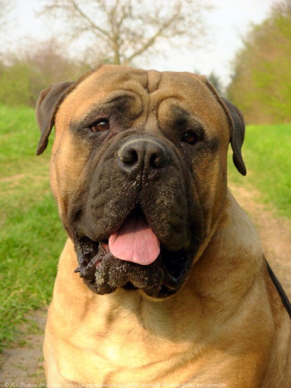 Photo de Bullmastiff