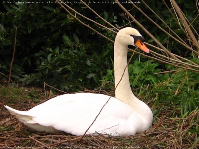 Photo de Cygne