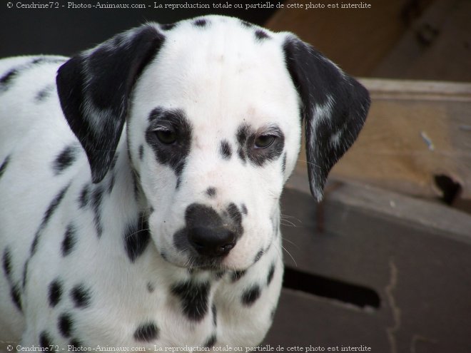 Photo de Dalmatien