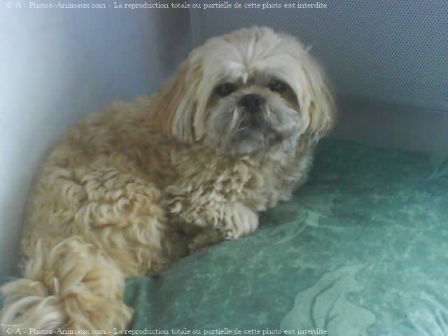 Photo de Lhassa apso